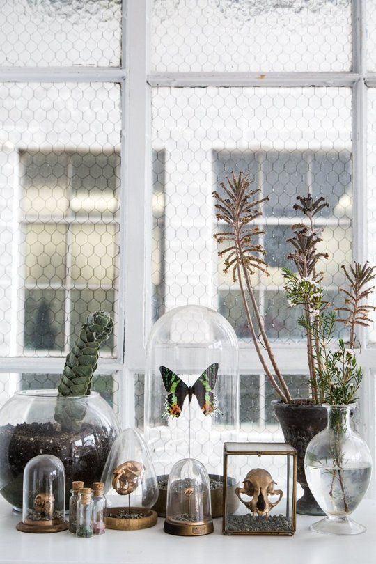 cabinet-de-curiosités-révisité